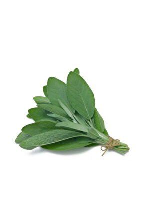 Süper Paket 200 Adet Tohum Nadir Ada Çayı Tohumu Dağ Çayı Dağçayı Tohumu