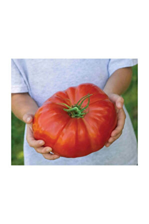 Süper Paket 250 Adet Tohum İthal Dev Hollanda Domatesi Tohumu Domates Tohumu