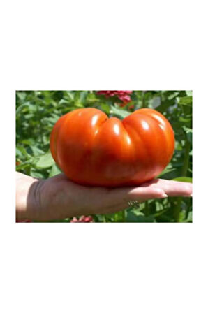 Süper Paket 250 Adet Tohum İthal Dev Hollanda Domatesi Tohumu Domates Tohumu