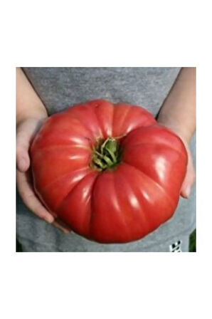 Süper Paket 250 Adet Tohum İthal Dev Hollanda Domatesi Tohumu Domates Tohumu