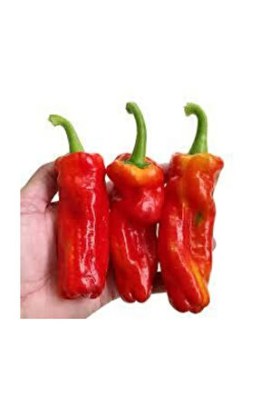 Süper Paket 200 Adet Tohum Acı Urfa İsot Biberi Tohumu Biber Tohumu