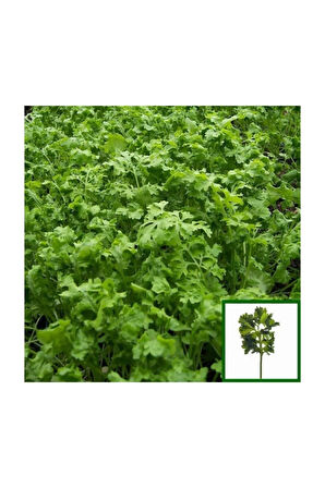 Nadir İthal Crinkled Tere Tohumu 100 Adet Tohum