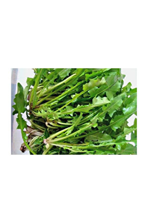 Süper Paket 2000 Adet Tohum Geleneksel Nadir Hindibağ Tohumu Hindiba