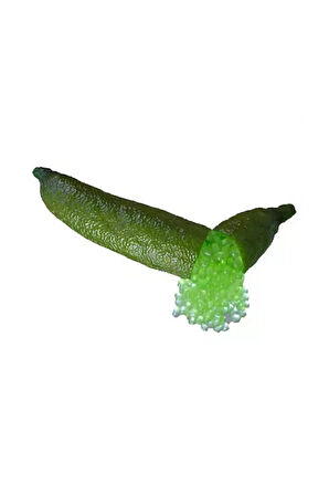 Nadir İthal Parmak Limon Tohumu 3 Adet Tohum