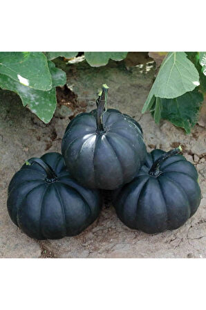 Süper Paket 50 Adet Tohum İthal Nadir Thailand Siyah Bal Kabağı Tohumu Kabak Tohumu