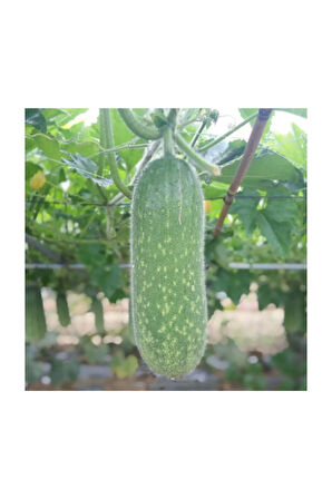 Eko Paket 50 Adet Tohum Nadir Tüylü Salatalık Tohumu