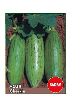 Süper Paket 250 Adet Tohum Nadir İthal Çin Badem Acur Tohumu Çin Acuru