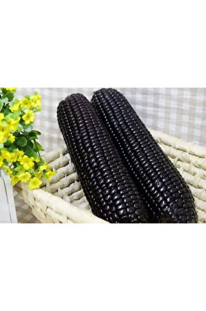 Eko Paket 10 Tohum Nadir Ithal Siyah Mısır Tohumu