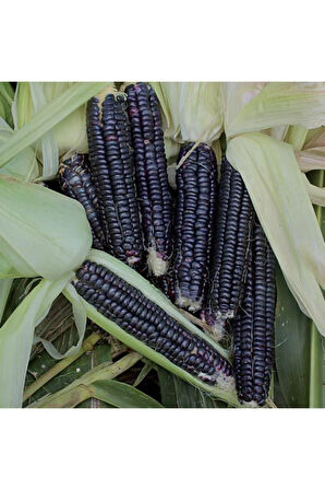 Eko Paket 10 Tohum Nadir Ithal Siyah Mısır Tohumu