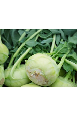 Süper Paket 400 Tohum Meşhur Alabaş Tohumu Kohlrabi Tohumu