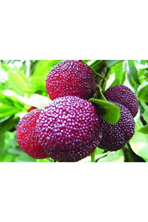 Ithal Tropikal Çin Çileği Tohumu Ekim Seti Myrica Tohumu 2 Tohum Saksı Toprak Kombin