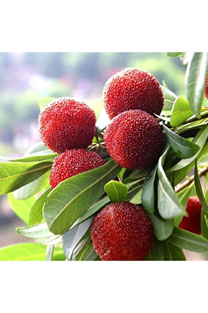 Ithal Tropikal Çin Çileği Tohumu Ekim Seti Myrica Tohumu 2 Tohum Saksı Toprak Kombin