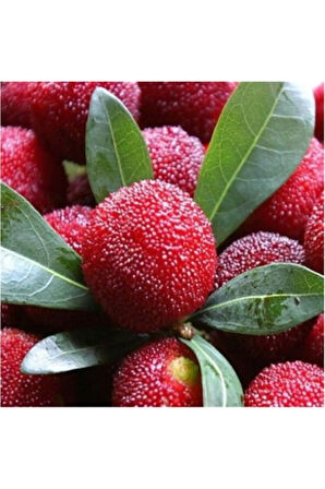 Ithal Tropikal Çin Çileği Tohumu Ekim Seti Myrica Tohumu 2 Tohum Saksı Toprak Kombin