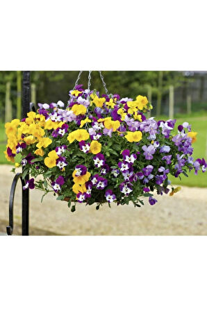 Viola Pensiero Çiçeği Tohumu 5 Tohum Çiçek Tohumu