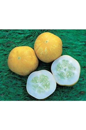 Nadir Ithal Limon Salatalık Tohumu Ekim Seti 5 Tohum Saksı Toprak Kombin