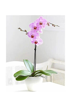 Nadir Ithal Pembe Orkide Tohumu Ekim Seti 5 Tohum Çiçek Tohumu Saksı Toprak Kombin