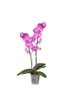 Nadir Ithal Pembe Orkide Tohumu Ekim Seti 5 Tohum Çiçek Tohumu Saksı Toprak Kombin