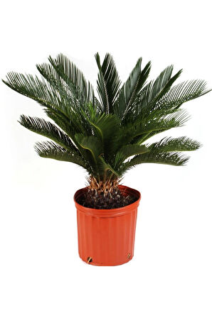 Ithal Nadir Cycas Sikas Revoluta Tohum Süs Ağacı Tohumu 9 Dev Tohum