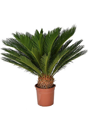 Ithal Nadir Cycas Sikas Revoluta Tohum Süs Ağacı Tohumu 9 Dev Tohum