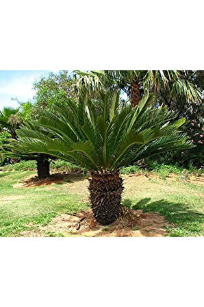 Ithal Nadir Cycas Sikas Revoluta Tohum Süs Ağacı Tohumu 9 Dev Tohum