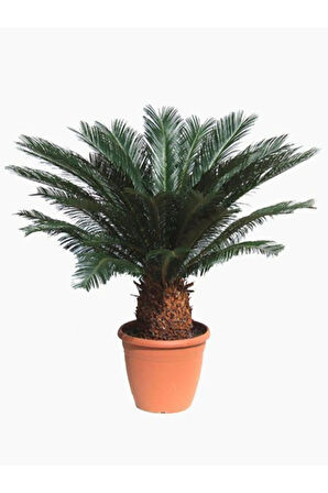 Ithal Nadir Cycas Sikas Revoluta Tohum Süs Ağacı Tohumu 9 Dev Tohum