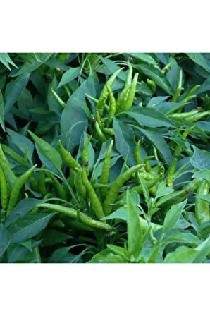 Beş Parmak Acı Süs Biberi Tohumu Ekim Seti 25 Tohum Biber Tohumu Saksı Toprak Kombin