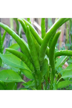 Beş Parmak Acı Süs Biberi Tohumu Ekim Seti 25 Tohum Biber Tohumu Saksı Toprak Kombin