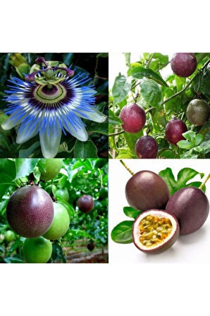 Nadir Ithal Passiflora Tohumu Ekim Seti 3 Tohum Pasiflora Tohumu Saksı Toprak Kombin