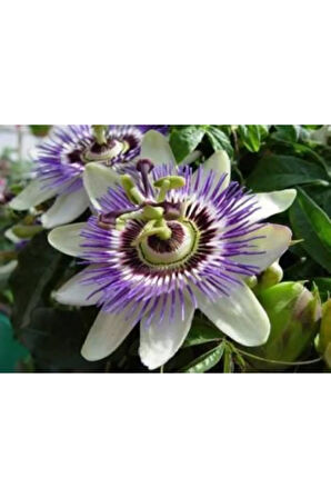 Nadir Ithal Passiflora Tohumu Ekim Seti 3 Tohum Pasiflora Tohumu Saksı Toprak Kombin