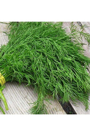 Dereotu Tohumu Ekim Seti Dere Otu Tohumu 100 Tohum Saksı Toprak Kombin