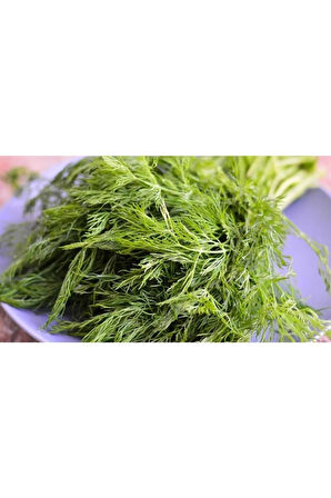 Dereotu Tohumu Ekim Seti Dere Otu Tohumu 100 Tohum Saksı Toprak Kombin