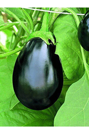 Iri Topan Dolmalık Patlıcan Tohumu Ekim Seti 10 Tohum Saksı Toprak Kombin