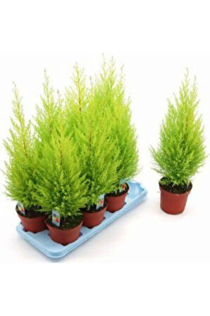 Ithal Bodur Limon Selvi Bonzai Ağacı Tohumu 5 Tohum Bonsai Tohumu