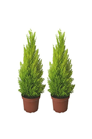 Ithal Bodur Limon Selvi Bonzai Ağacı Tohumu 5 Tohum Bonsai Tohumu