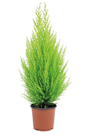 Ithal Bodur Limon Selvi Bonzai Ağacı Tohumu 5 Tohum Bonsai Tohumu