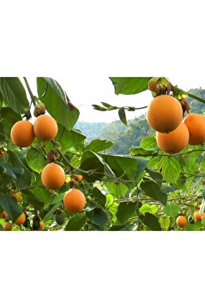 Nadir Ithal Tropikal Granadilla Meyvesi Tohumu Ekim Seti 3 Tohum Saksı Toprak Kombin
