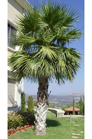 Washingtonia Robusta Palmiye Ağacı Tohumu Ekim Seti 3 Tohum Saksı Toprak Kombin