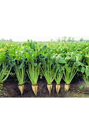 Süper Paket 500 Tohum Meşhur Şeker Pancarı Tohumu Pancar Tohumu