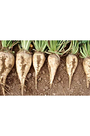 Süper Paket 500 Tohum Meşhur Şeker Pancarı Tohumu Pancar Tohumu