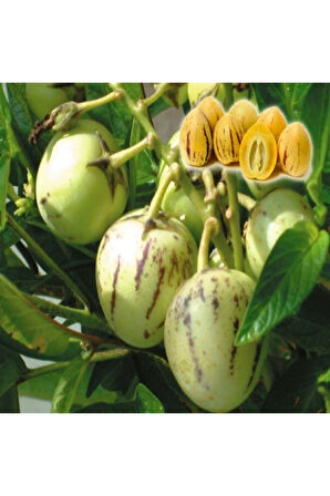 Nadir Ithal Pepino Meyvesi Tohumu Ekim Seti 5 Tohum Pepino Tohumu Saksı Toprak Kombin