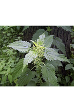 Isırgan Otu Tohumu Ekim Seti 50 Tohumu Isırganotu Tohumu Saksı Toprak Kombin