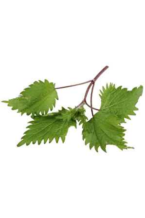 Isırgan Otu Tohumu Ekim Seti 50 Tohumu Isırganotu Tohumu Saksı Toprak Kombin