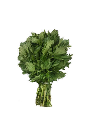 Isırgan Otu Tohumu Ekim Seti 50 Tohumu Isırganotu Tohumu Saksı Toprak Kombin