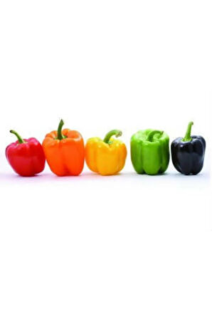 Rengarenk Dolmalık Biber Tohumu Ekim Seti 10 Tohum Saksı Toprak Kombin