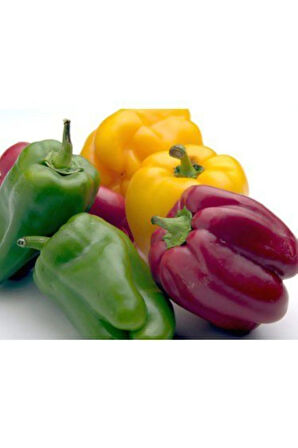 Rengarenk Dolmalık Biber Tohumu Ekim Seti 10 Tohum Saksı Toprak Kombin