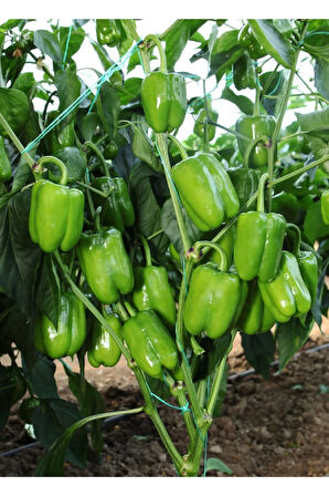 Eko Paket 75 Tohum Antep Acı Dolmalık Biber Tohumu Antep Biberi