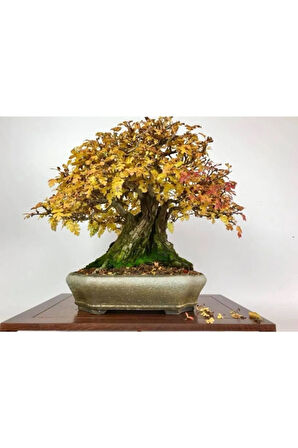 Nadir Ithal Bodur Sarı Alıç Bonzai Ağacı Tohumu 3 Tohum Bonsai Tohumu