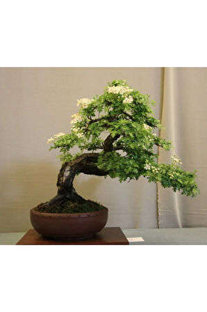 Nadir Ithal Bodur Sarı Alıç Bonzai Ağacı Tohumu 3 Tohum Bonsai Tohumu