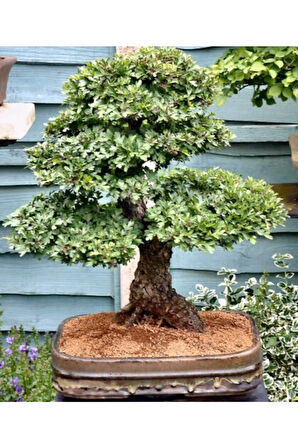 Nadir Ithal Bodur Sarı Alıç Bonzai Ağacı Tohumu 3 Tohum Bonsai Tohumu