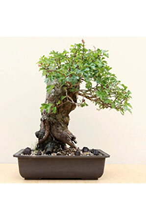 Nadir Ithal Bodur Sarı Alıç Bonzai Ağacı Tohumu 3 Tohum Bonsai Tohumu